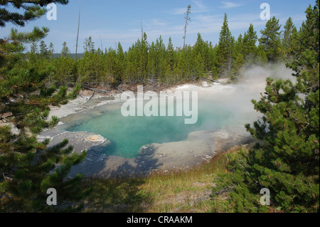 Geyser, Norris Geyser Basin, Parc National de Yellowstone, Wyoming, USA Banque D'Images