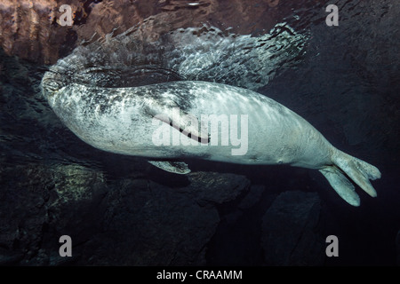 Phoque moine de Méditerranée (Monachus monachus), espèce en voie de disparition, femme, plongée en grotte pour respirer, Madeira, Portugal Banque D'Images