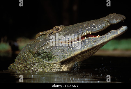 Le crocodile du Nil (crocodilus niloticus), St Lucia Wetland Park, le Kwazulu-Natal, Afrique du Sud Banque D'Images