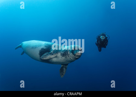 Phoque moine de Méditerranée (Monachus monachus), espèce en voie de disparition, femme, regardée par plongeur, Madeira, Portugal, Europe, Atlantique Banque D'Images