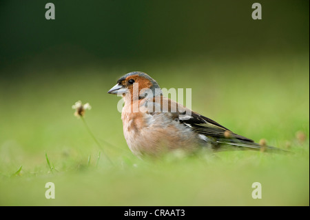 Chaffinch (Fringilla coelebs) mâle, Kassel, Hesse du Nord, Hesse, Germany, Europe Banque D'Images