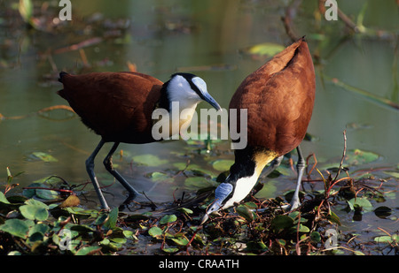 Jacana à poitrine dorée actophilornis africanus (Afrique), parade nuptiale, Kwazulu-Natal, Afrique du Sud Banque D'Images