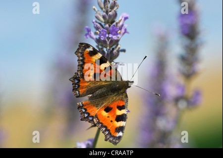 Petite écaille (Aglais urticae syn. Nymphalis urticae), Guxhagen, Hesse du Nord, Hesse, Germany, Europe Banque D'Images