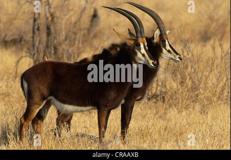 Sable (Hippotragus niger), Kruger National Park, Afrique du Sud Banque D'Images