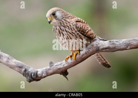 Faucon crécerellette (Falco naumanni), femme, Quintana de la Serena, Badajoz, Estrémadure, Espagne, Europe Banque D'Images