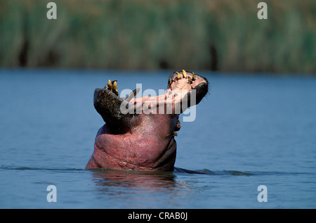 Hippopotame (Hippopotamus amphibius), bouche grande ouverte, mkuze game reserve, le Kwazulu-Natal, Afrique du Sud Banque D'Images