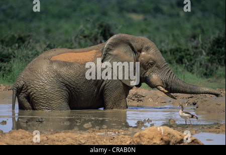 L'éléphant africain (Loxodonta africana), baignade, parc national Addo, afrique du sud Banque D'Images