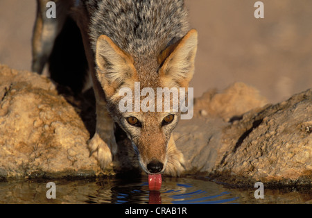 Blackbacked le Chacal (Canis mesomelas), Kgalagadi Transfrontier Park, Kalahari, Le Cap Afrique du Sud Banque D'Images