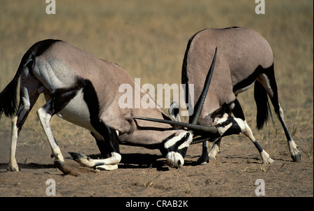 Gemsbok (Oryx gazella), les mâles se battre, kgalagadi transfrontier Park, Afrique du Sud Banque D'Images