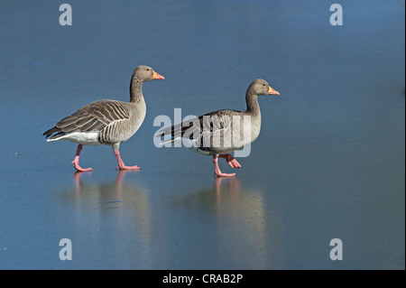 Gray Goose (Anser anser) Paire de marcher sur un étang gelé, Annateich étang, Hanovre, Basse-Saxe, Allemagne, Europe Banque D'Images