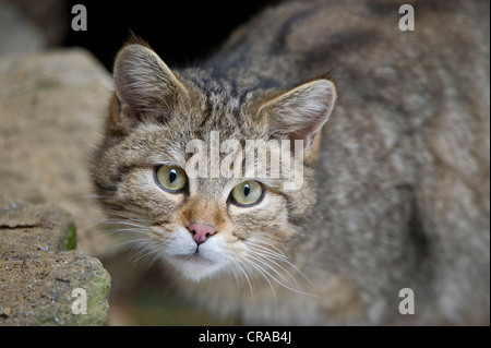 Chat sauvage (Felis silvestris), portrait, Parc National de la forêt bavaroise, endroit fermé, Neuschoenau, Bavaria, Germany, Europe Banque D'Images