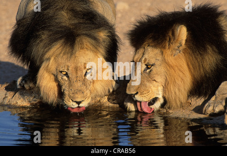 Lion (Panthera leo), deux hommes de boire, kgalagadi transfrontier park, kalahari, afrique du sud Banque D'Images