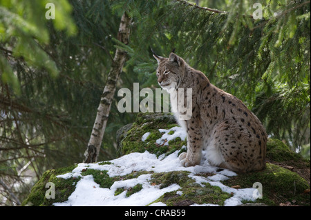 Le Lynx (Lynx lynx) dans la neige, Parc National de la forêt bavaroise, endroit fermé, Neuschoenau, Bavaria, Germany, Europe Banque D'Images