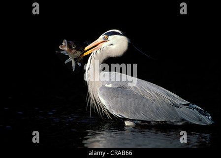 Héron cendré (Ardea cinerea), avec les proies le tilapia, le Kwazulu-Natal, Afrique du Sud Banque D'Images