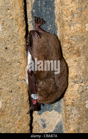 Le phoque annelé de daubenton (myotis daubentoni), des espèces à l'annexe IV de la directive habitats, en quartiers d'hiver Banque D'Images