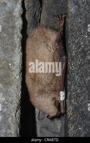 Le phoque annelé de daubenton (myotis daubentoni), des espèces à l'annexe IV de la directive habitats, en quartiers d'hiver Banque D'Images