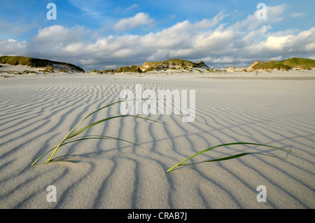 Les patrons de sable en face de dunes sur la plage de kniepsand, amrum island, nordfriesland, Frise du Nord, Schleswig-Holstein Banque D'Images