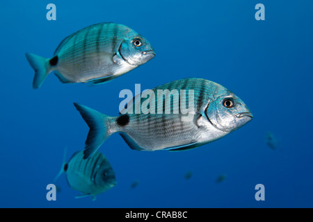 La brème blanc à rayures (Diplodus sargus lineatus), Shoal, Madeira, Portugal, Europe, de l'Atlantique, l'Océan Banque D'Images