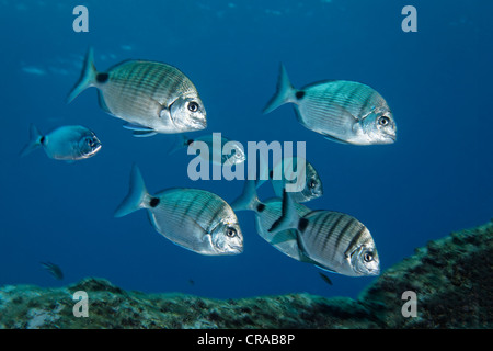 La brème blanc à rayures (Diplodus sargus lineatus), Shoal, Madeira, Portugal, Europe, de l'Atlantique, l'Océan Banque D'Images