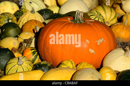 Arrangement d'automne de citrouilles de différentes tailles et variétés Banque D'Images