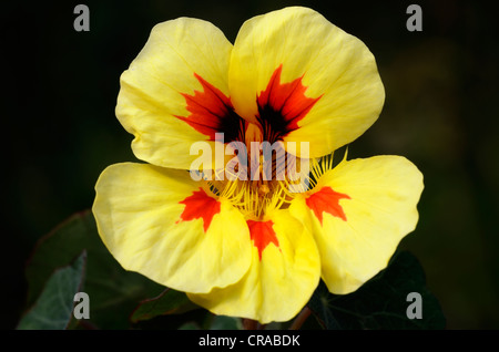 Grande capucine (Tropaeolum majus), fleur, Kiel, Schleswig-Holstein, Allemagne, Europe Banque D'Images