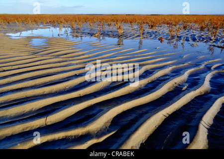 Saltwort à marée, végétation pionnière, la végétation du marais de sel (Salicornia), rouge en automne, estrans, norderfriedrichskoog Banque D'Images