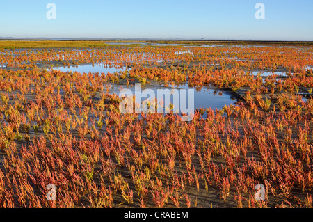 Saltwort à marée, végétation pionnière, la végétation du marais de sel (Salicornia), rouge en automne, estrans, norderfriedrichskoog Banque D'Images