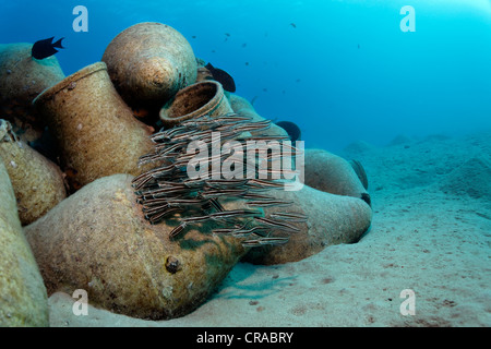 L'École de bar d'anguille poisson-chat (Plotosus lineatus), au-dessus d'amphores sur le fond de sable, Makadi Bay, Hurghada, Egypte, Mer Rouge, Afrique Banque D'Images