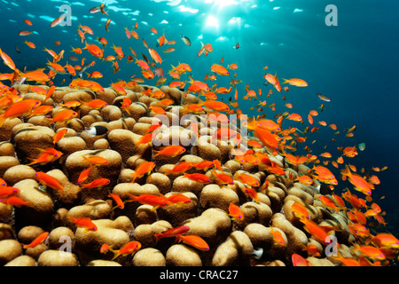Lyretail coralfish, haut-fond de mer goldies (Pseudanthias squamipinnis) nager au-dessus de coraux de pierre au soleil, Daedalus Reef Banque D'Images