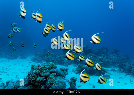 L'École de Mer Rouge bannerfish (Heniochus intermedius) Nager dans l'eau bleue et une barrière de corail, Sharp Malahi, Egypte, Mer Rouge Banque D'Images