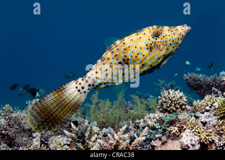 Des balistes (Aluterus scriptus griffonné) au-dessus de coraux, Makadi Bay, Hurghada, Egypte, Mer Rouge, Afrique Banque D'Images