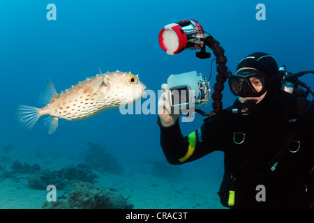 Appareil photo sous-marin Plongeur avec prise de photo-Burrfish (Chilomycterus spilostylus), Makadi Bay, Hurghada, Egypte Banque D'Images