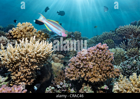 Coral reef avec divers coraux de pierre, Klunzingers Thalasoma klunzingeri (Napoléon), rayons de soleil, Makadi Bay, Hurghada, Egypte Banque D'Images