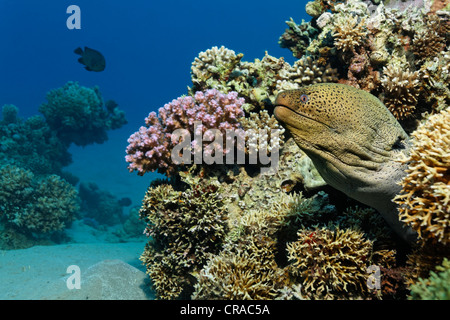 Murène géante Gymnothorax (javiancus) à sortir de sa cachette dans la pierre de corail, Makadi Bay, Hurghada, Egypte, Mer Rouge Banque D'Images