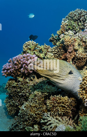 Murène géante Gymnothorax (javiancus) à la recherche de son hideaway dans une pierre de coraux, Makadi Bay, Hurghada, Egypte, Mer Rouge Banque D'Images