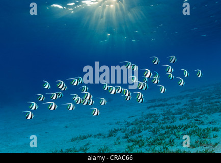 Banc de la scolarisation ou de fausses idoles maure bannerfish (Heniochus diphreutes) sous rayons de soleil sur la mer, la baie de Makadi, Hurghada Banque D'Images