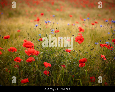 Champ de coquelicots (Papaver rhoeas), Friedberg, Bavaria, Germany, Europe Banque D'Images