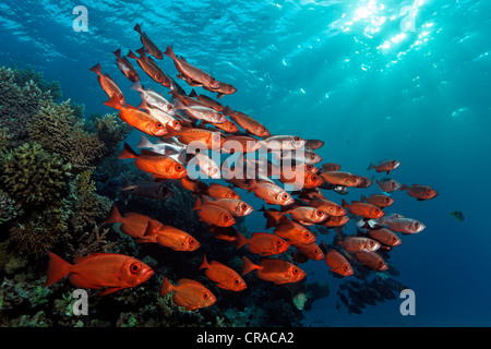 Banc de Moontail (Priacanthus hamrur bullseyes) au-dessus de coraux, de couleur rouge, rayons, Makadi Bay, Hurghada, Egypte, Mer Rouge Banque D'Images