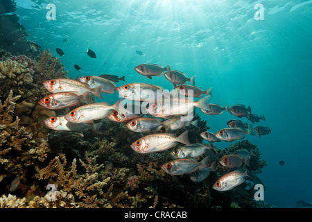 Banc de Moontail (Priacanthus hamrur bullseyes) au-dessus de coraux, couleur argentée, rayons, Makadi Bay, Hurghada, Egypte, Mer Rouge Banque D'Images