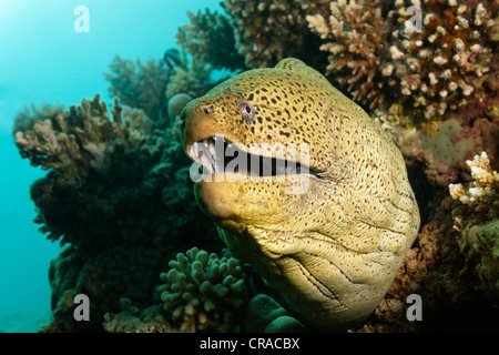 Murène Gymnothorax javanicus (géant), à la recherche de coraux, Makadi Bay, Hurghada, Egypte, Mer Rouge, Afrique Banque D'Images