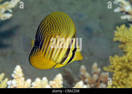 Mer Rouge sailfin tang ou Dejardin's sailfin tang (Zebrasoma desjardinii), juvénile, au-dessus de coraux, Makadi Bay, Hurghada, Egypte Banque D'Images