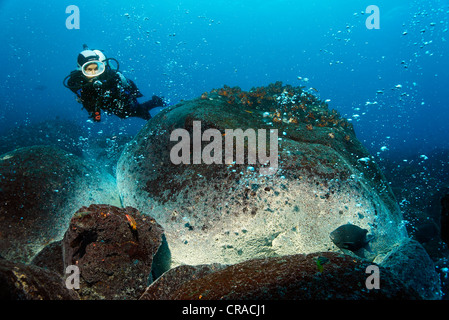 Plongeur à la recherche à un Damselfisch Microspathodo (Géant, dorsalis), des roches volcaniques sur un hot spot, les dépôts de minéraux blancs Banque D'Images