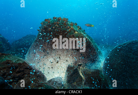 Plus de roches volcaniques d'un point chaud, blanc de gisements minéraux, sources chaudes, des bulles de gaz, couvert, les balanes (Balanidae), cuisine Mexicaine Banque D'Images