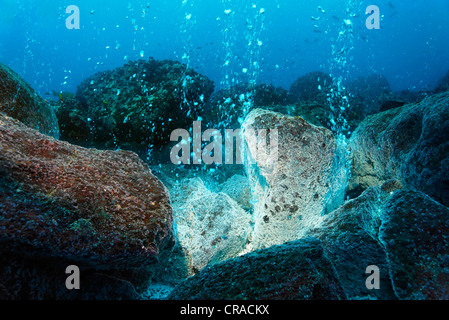 Plus de roches volcaniques d'un point chaud, blanc de gisements minéraux, sources chaudes, des bulles de gaz, couvert, les balanes (Balanidae), Roca Redonda Banque D'Images