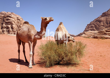 Des dromadaires ou des chameaux d'Arabie (Camelus dromedarius) se nourrissant d'un buisson dans désert avec du sable rouge, Wadi Rum Banque D'Images