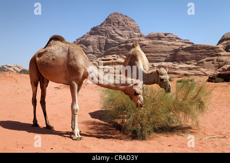 Des dromadaires ou des chameaux d'Arabie (Camelus dromedarius) se nourrissant d'un buisson dans désert avec du sable rouge, Wadi Rum Banque D'Images