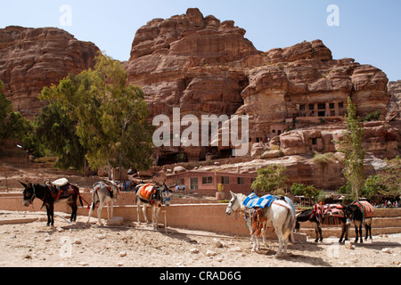 Des ânes, des arbres et un restaurant, Pétra, capitale des Nabatéens, rock city, UNESCO World Hertage Site, Wadi Musa Banque D'Images