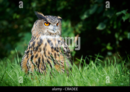 Grand Owl (Bubo bubo), petit bois entre l'Beuerbach et Weil, Bavaria, Germany, Europe Banque D'Images