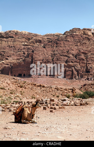 Le dromadaire ou chameau d'Arabie (Camelus) dromedaius, criblé, tombes royales, Pétra, capitale des Nabatéens, rock city Banque D'Images