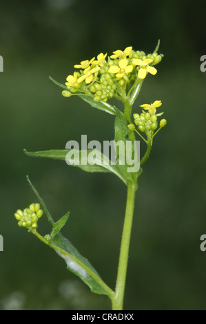 Pastel Isatis tinctoria Banque D'Images